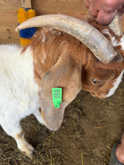 Eid Goat 059 Green