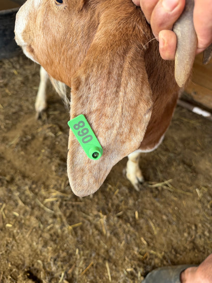 Eid Goat 068 Green