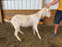Eid Goat 027 Green - WeGotMeat