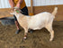 Eid Goat 055 Green - WeGotMeat