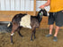 Eid Goat 005 Green - WeGotMeat
