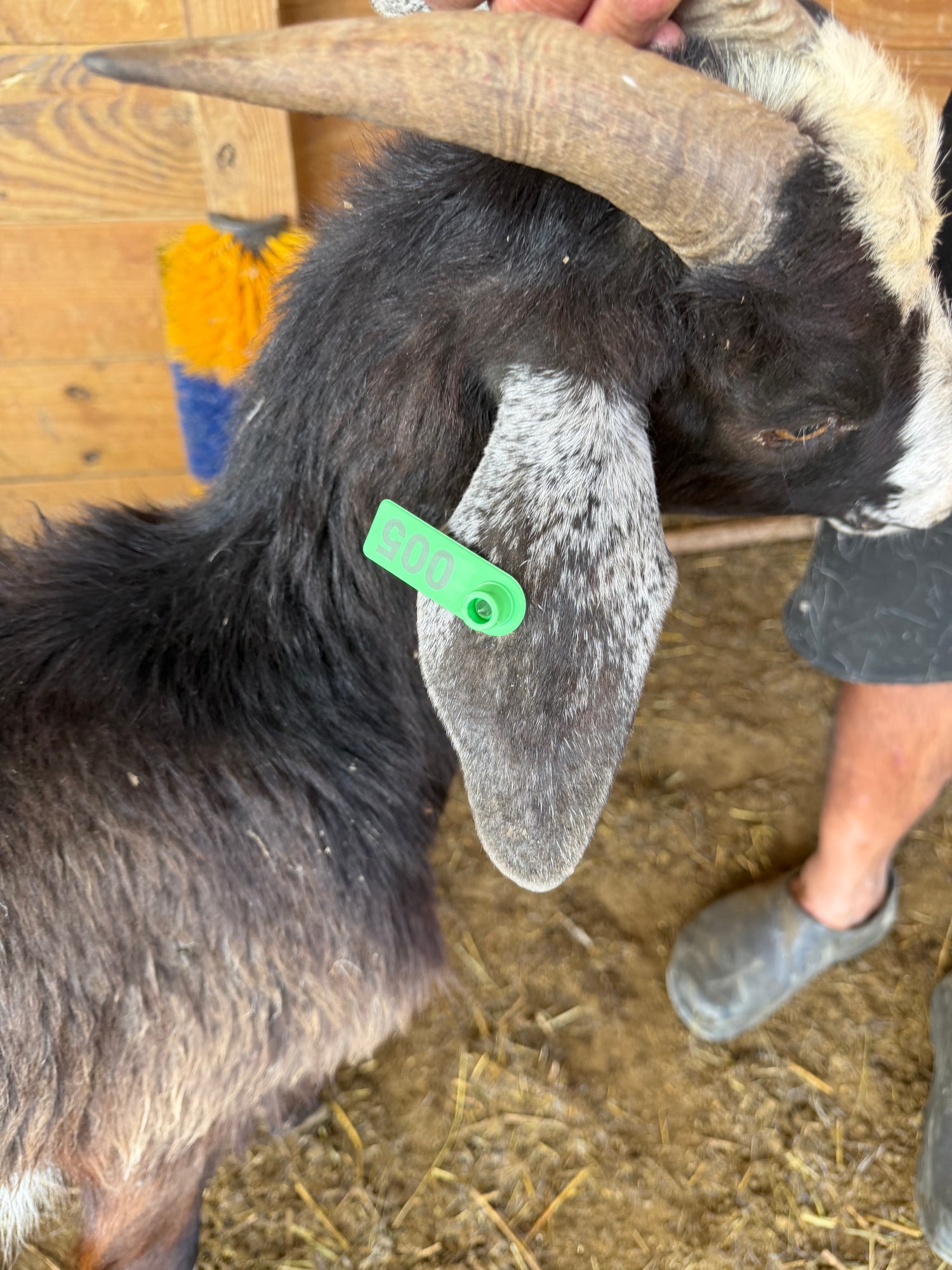 Eid Goat 005 Green - WeGotMeat