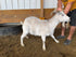 Eid Goat 070 Green - WeGotMeat