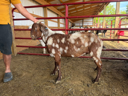 Eid Goat 060 Green