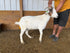 Eid Goat 063 Green - WeGotMeat