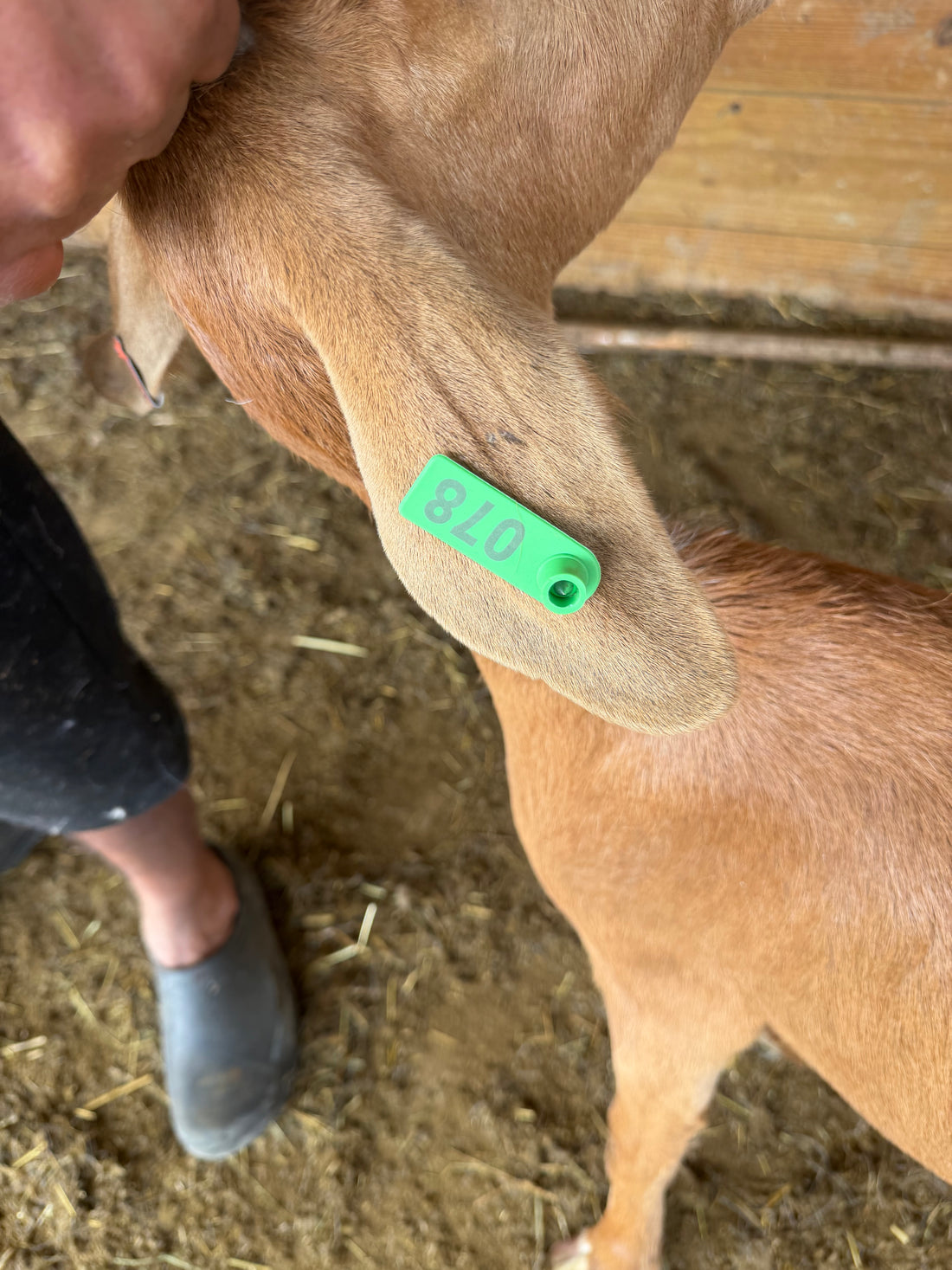Eid Goat 078 Green - WeGotMeat