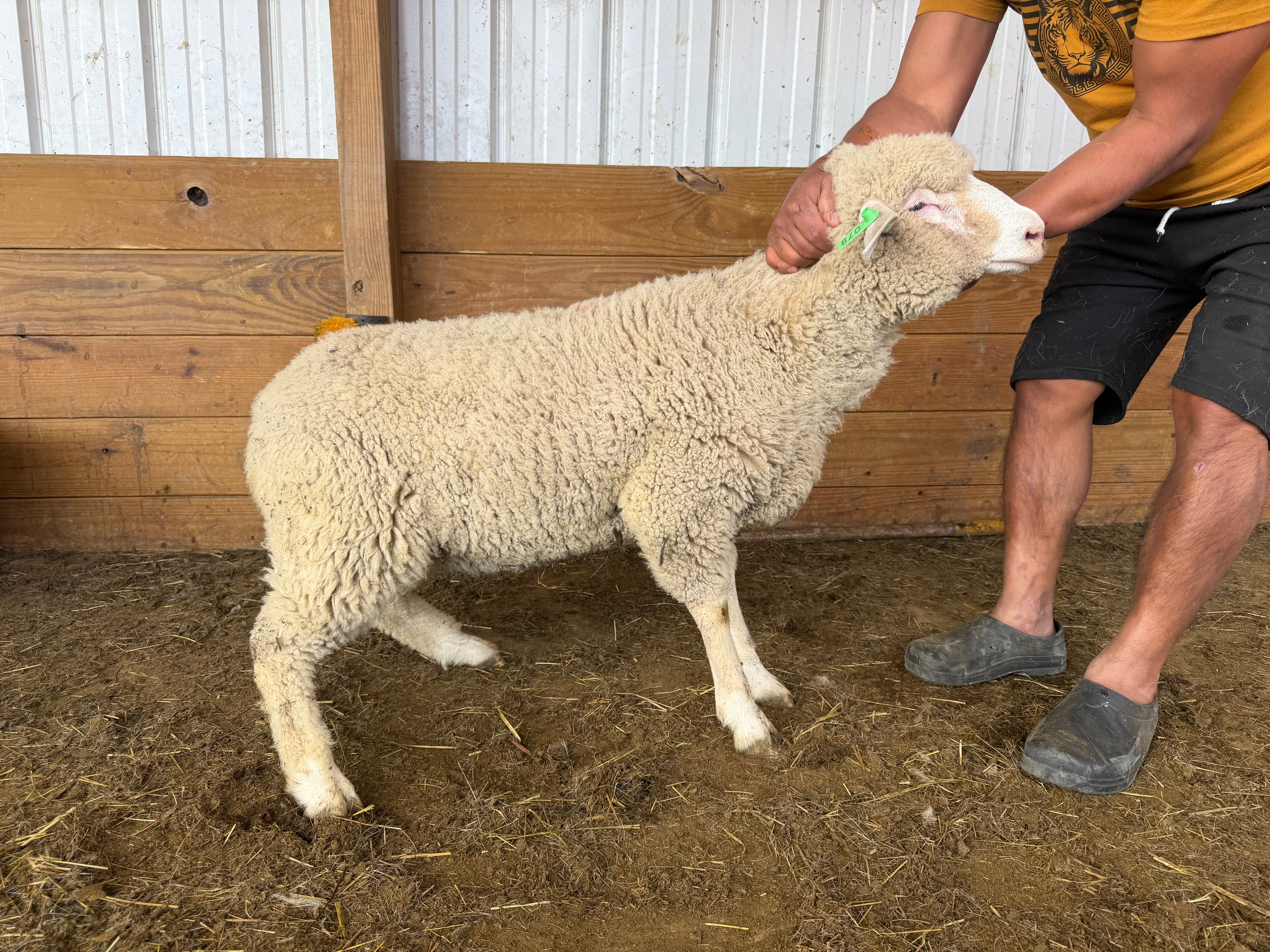 Eid Lamb 079 Green