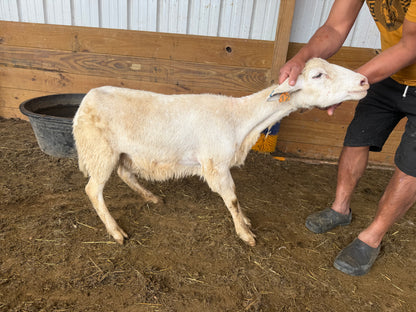 Eid Lamb 064 Green