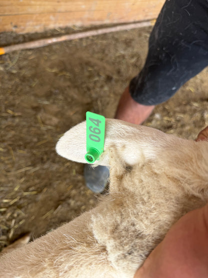 Eid Lamb 064 Green