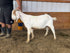 Eid Goat 061 Orange - WeGotMeat