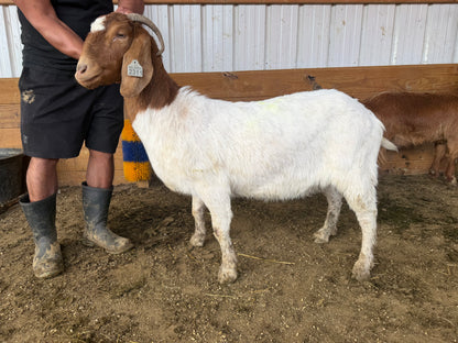 Eid Goat 078 Orange - WeGotMeat