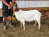 Eid Goat 078 Orange - WeGotMeat