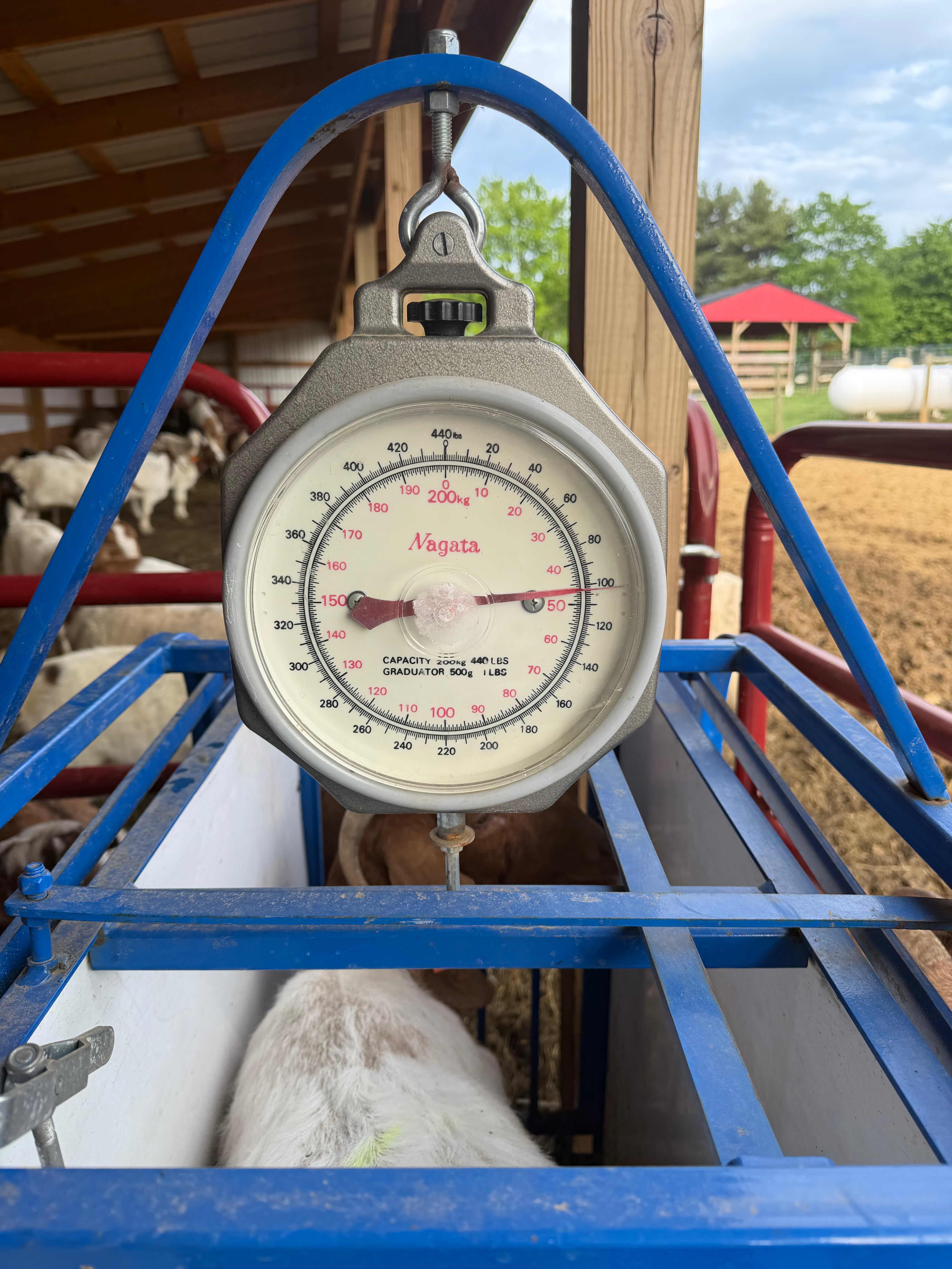 Eid Goat 078 Orange - WeGotMeat