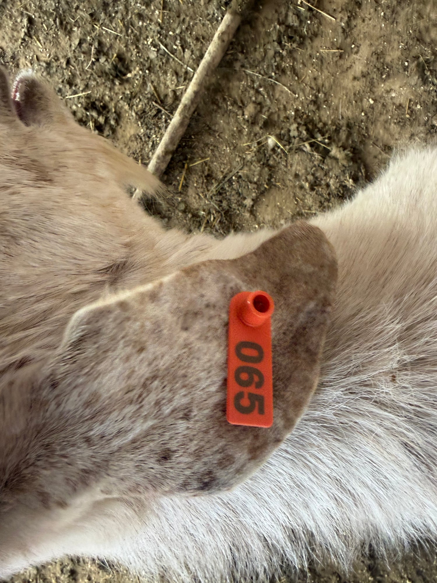 Eid Goat 065 Orange - WeGotMeat