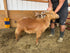 Eid Goat 089 Orange - WeGotMeat
