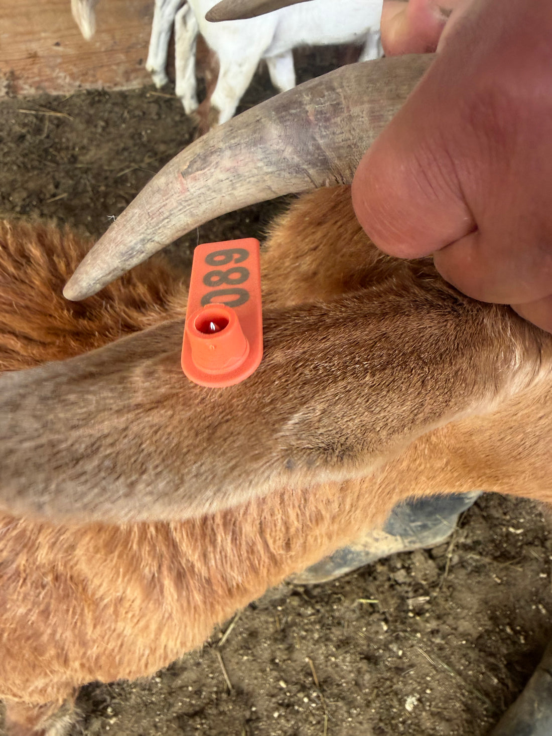 Eid Goat 089 Orange - WeGotMeat