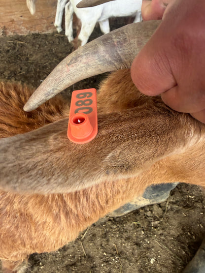 Eid Goat 089 Orange - WeGotMeat