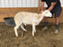 Eid Lamb 073 Orange - WeGotMeat