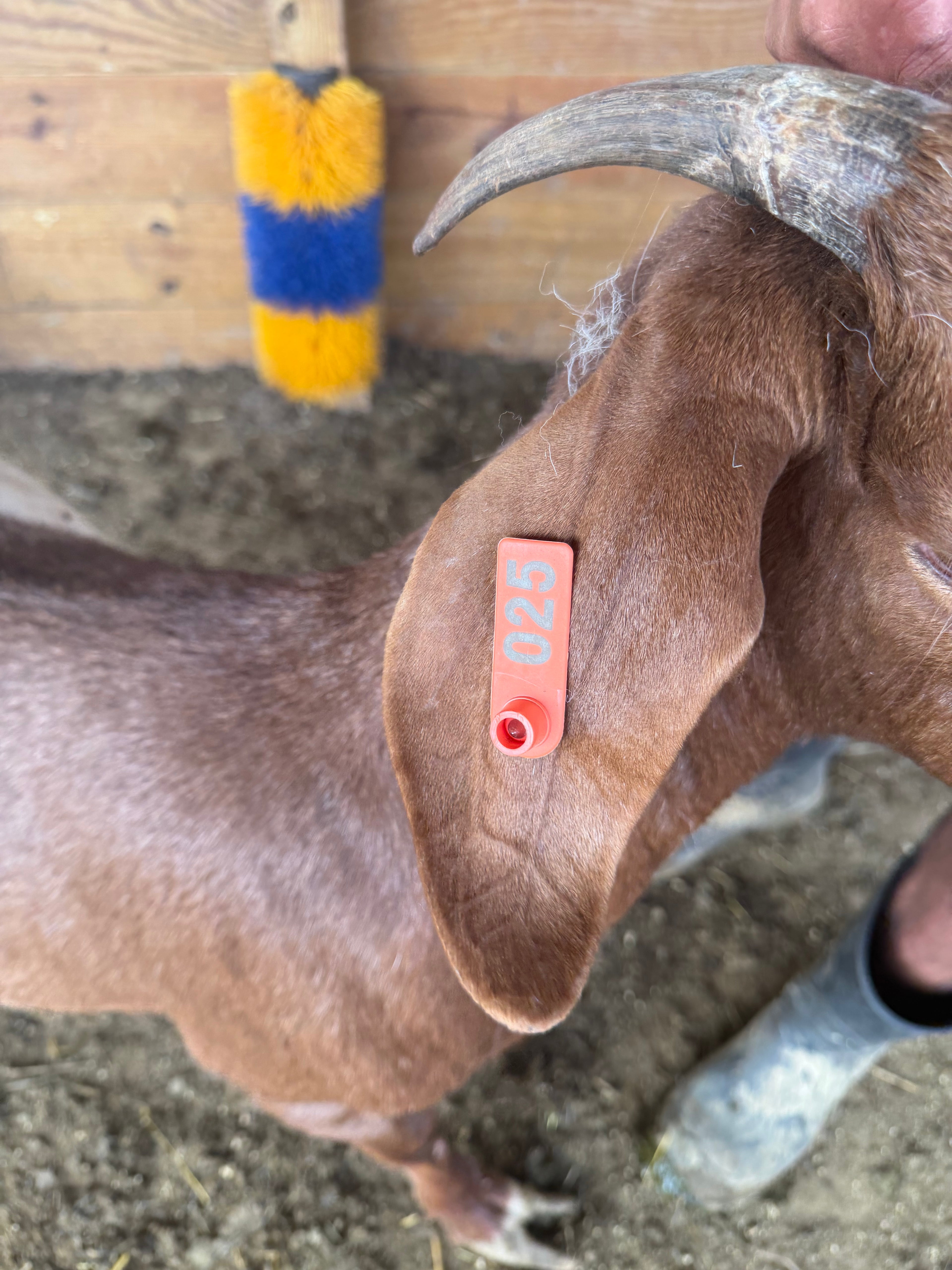 Eid Goat 025 Orange - WeGotMeat