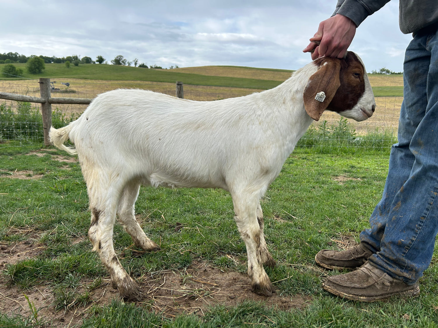 Eid Goat 