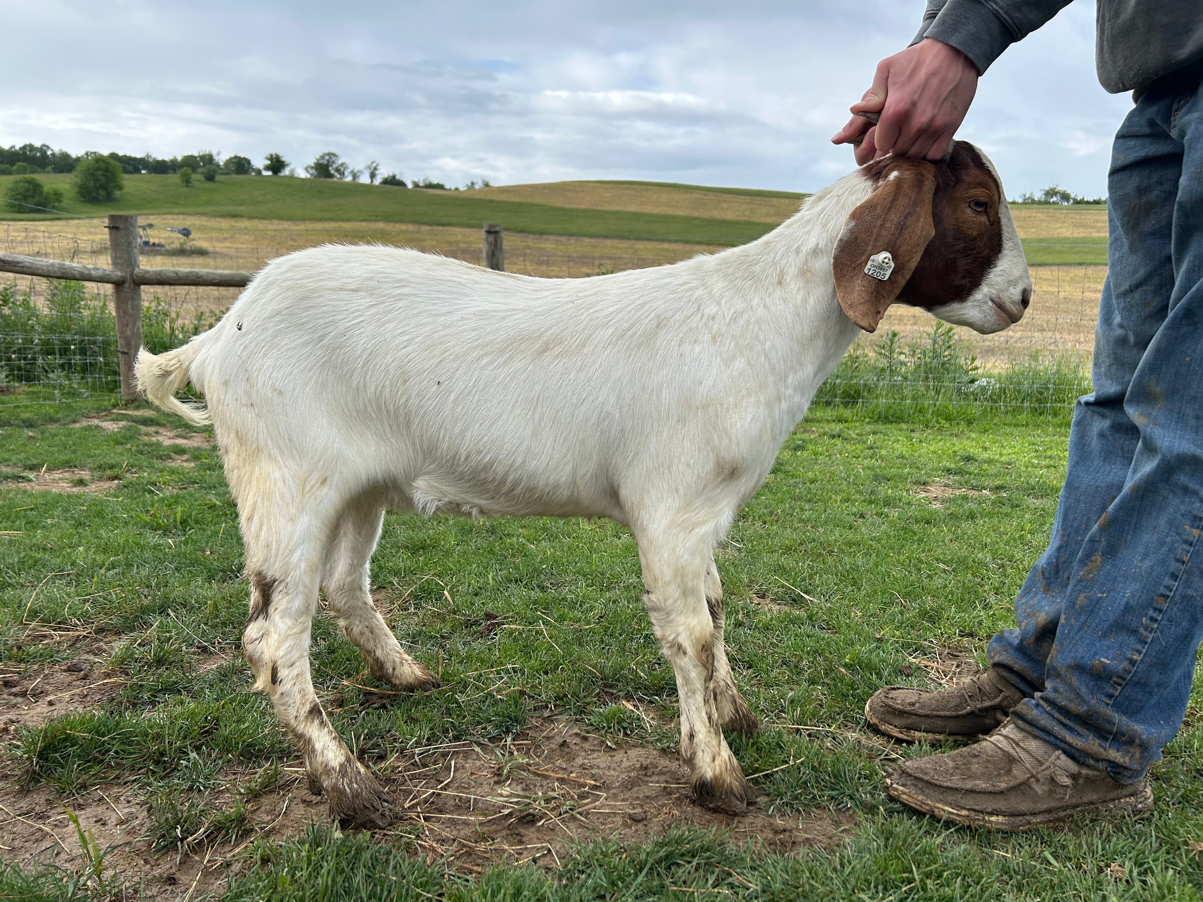 Eid Goat 