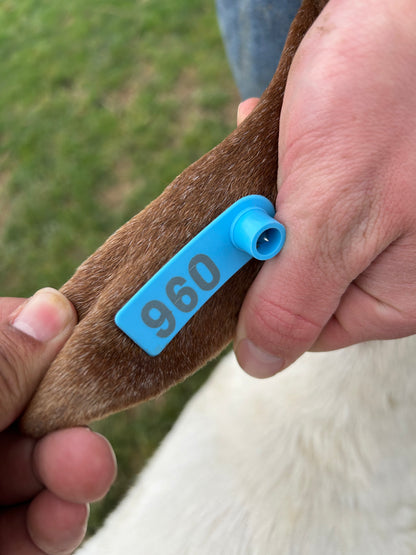 Eid Goat 