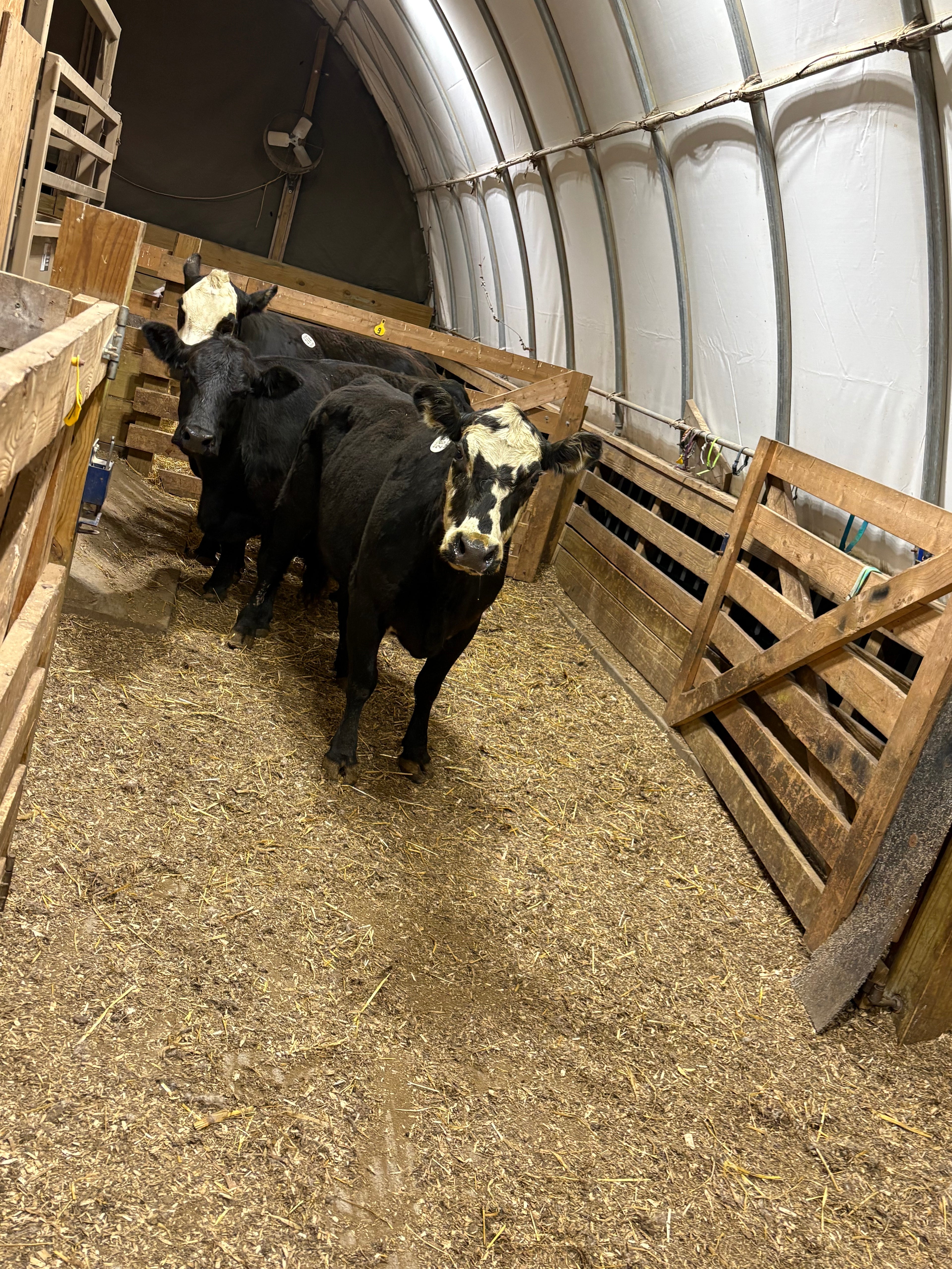 Cow Share 8377 - WeGotMeat