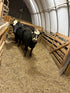 Cow Share 8377 - WeGotMeat