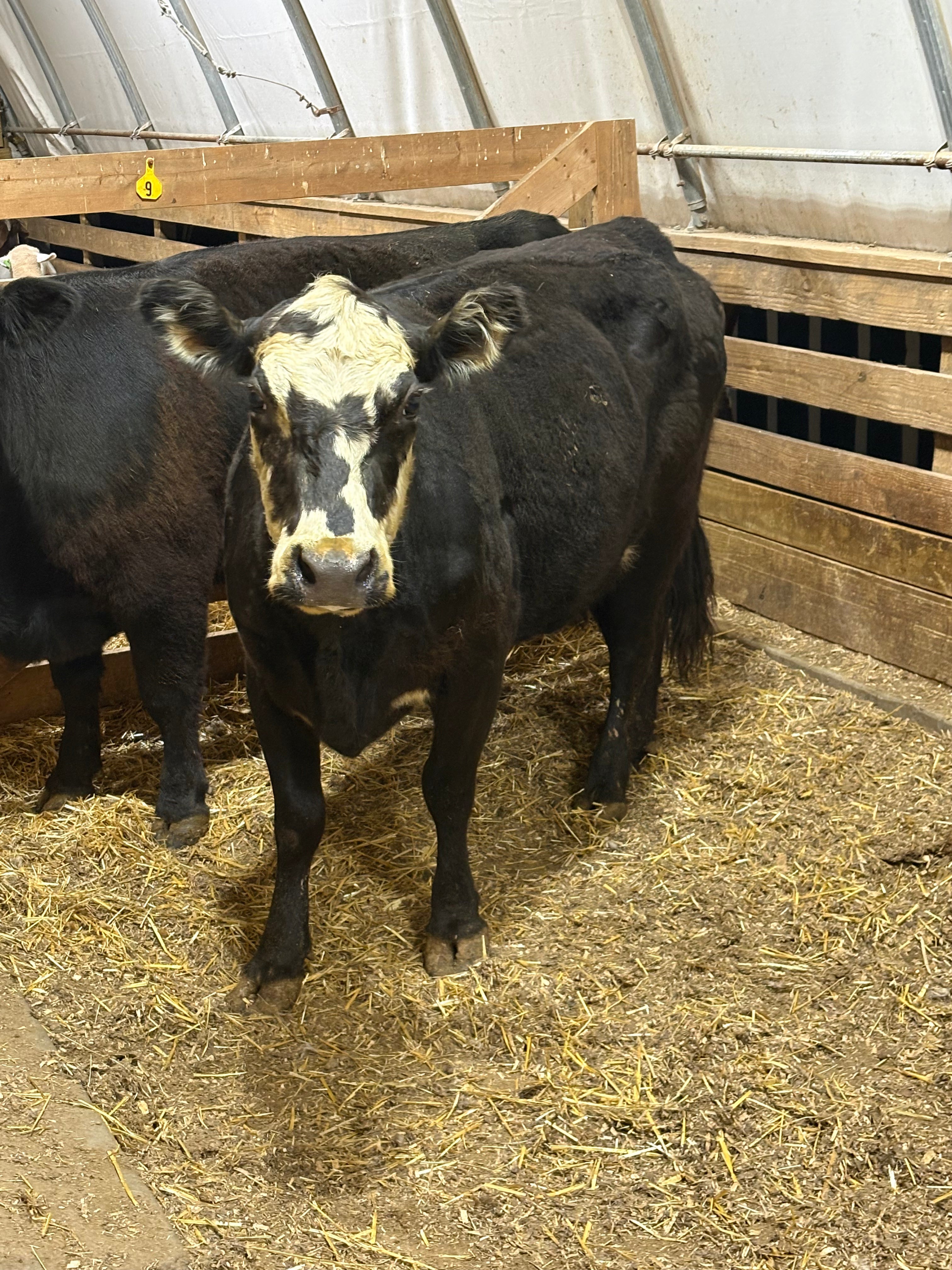 Cow Share 8377 - WeGotMeat