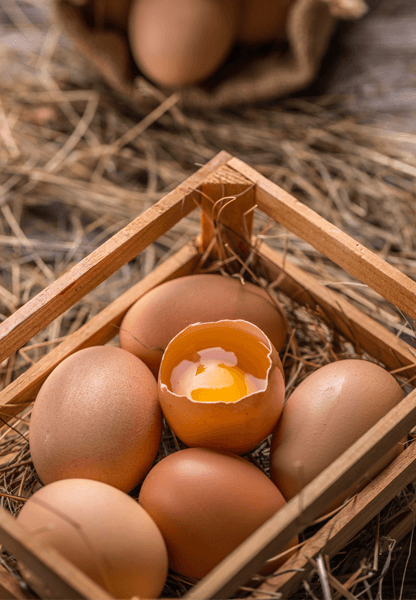 Amish Country Chicken Eggs