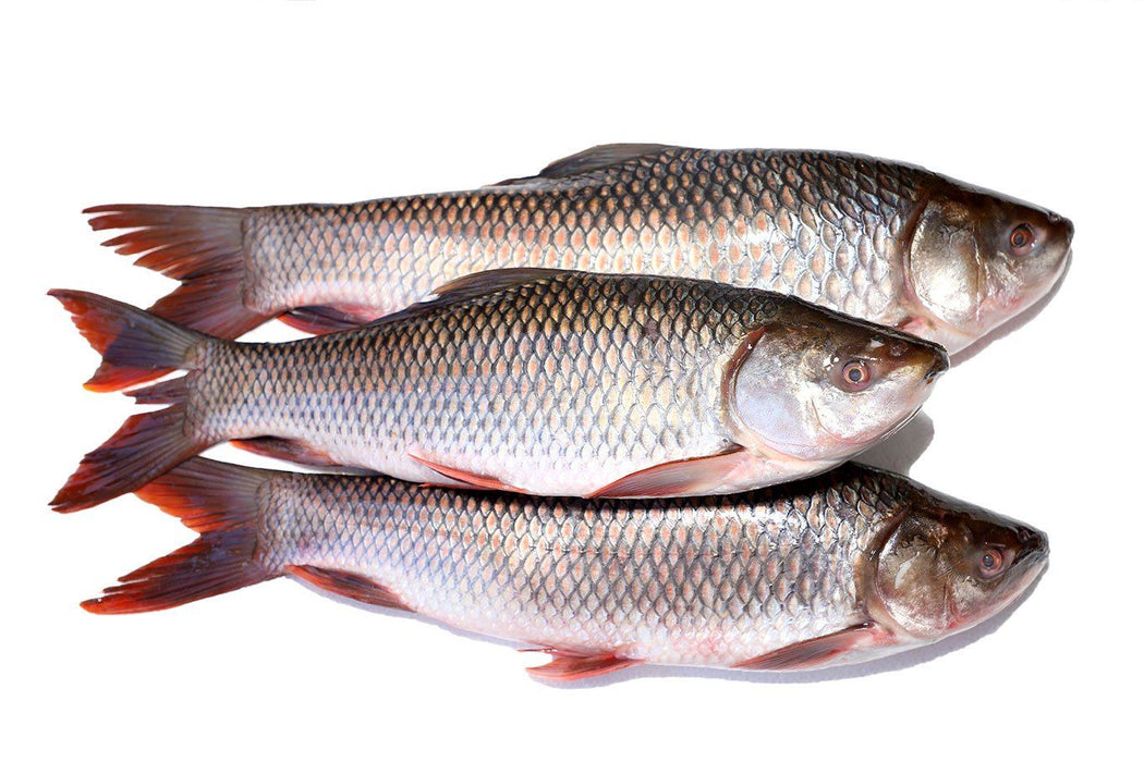 What Is Rohu Fish Rohu Fish